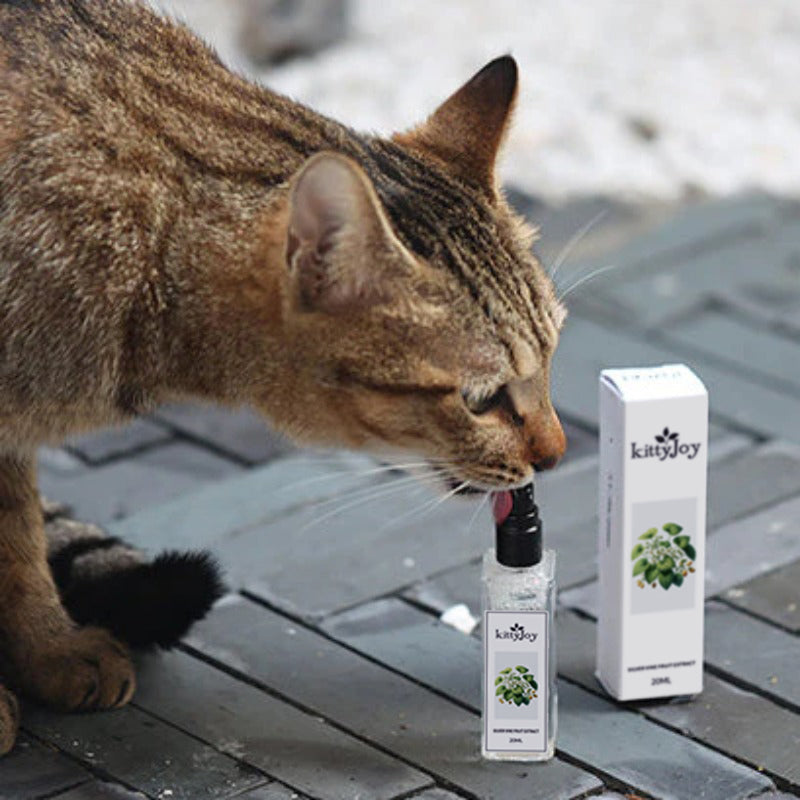 Celery safe 2024 for cats